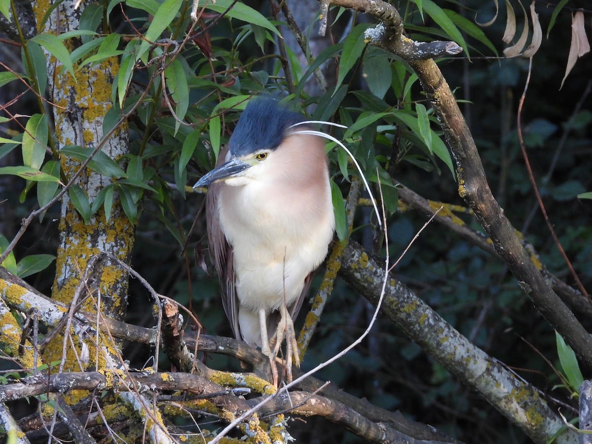 Nankeen Night Heron - Jeffrey Crawley