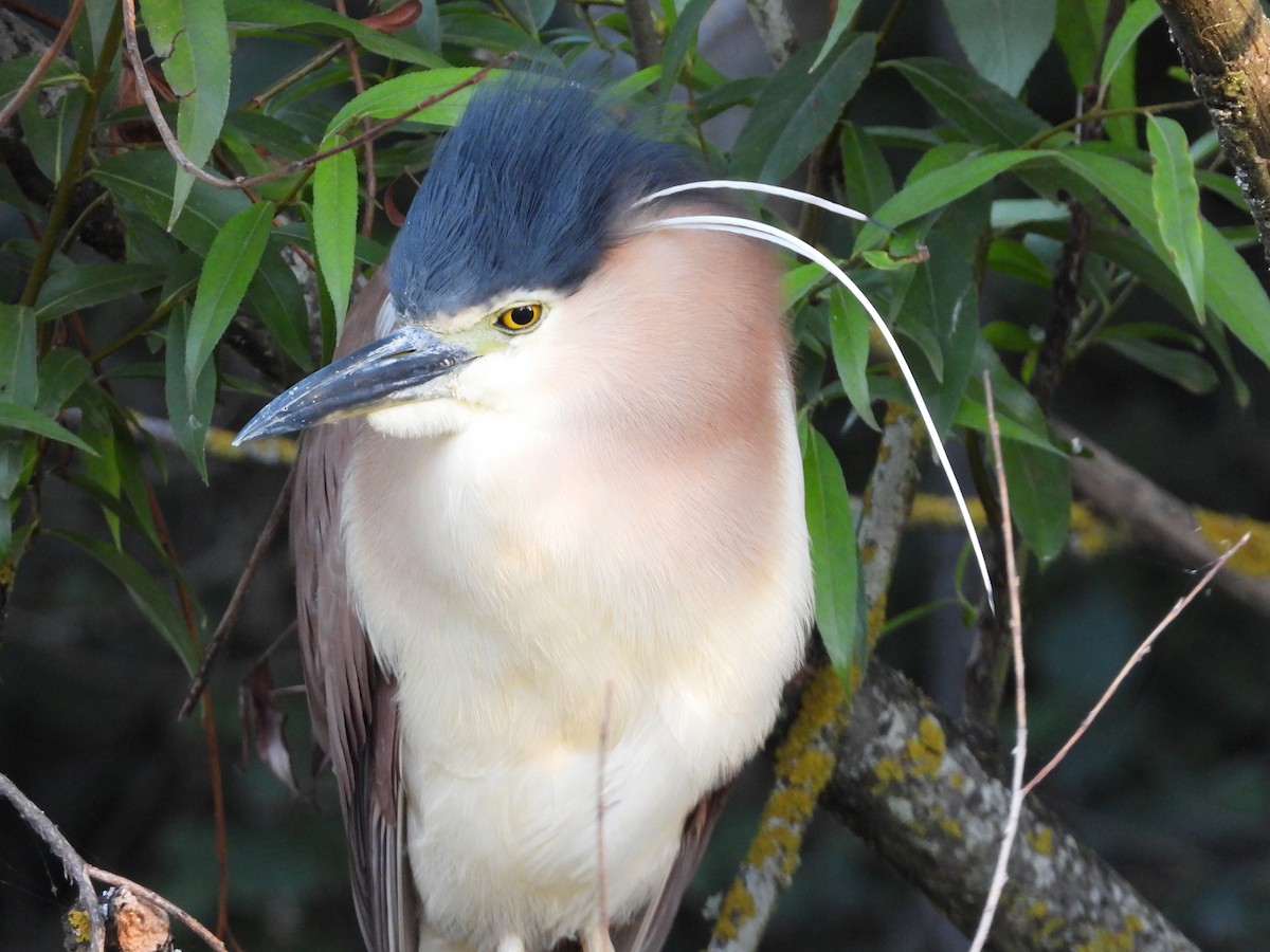 Nankeen Night Heron - Jeffrey Crawley