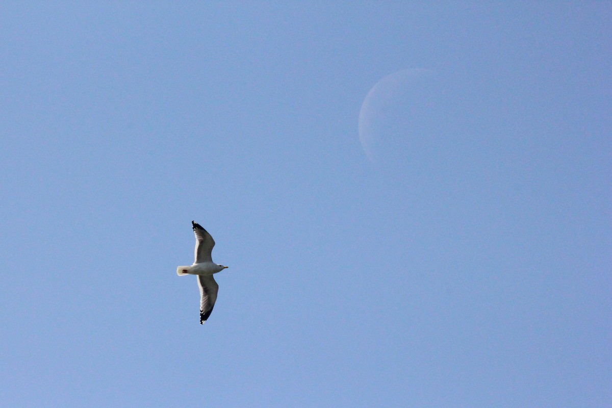 Herring Gull - Anonymous