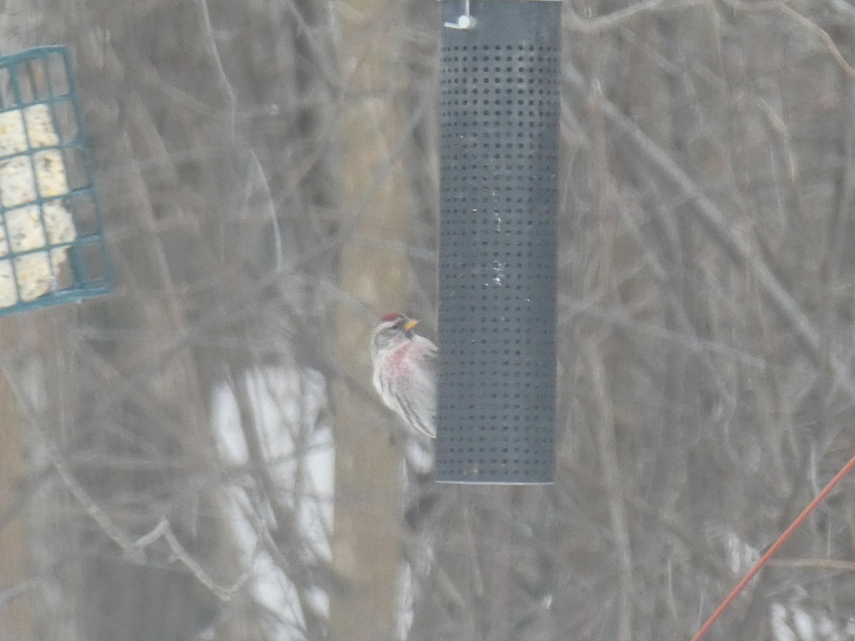 Common Redpoll - ML138628831