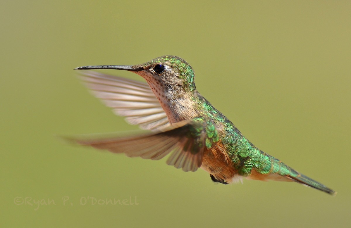Broad-tailed Hummingbird - ML138628911