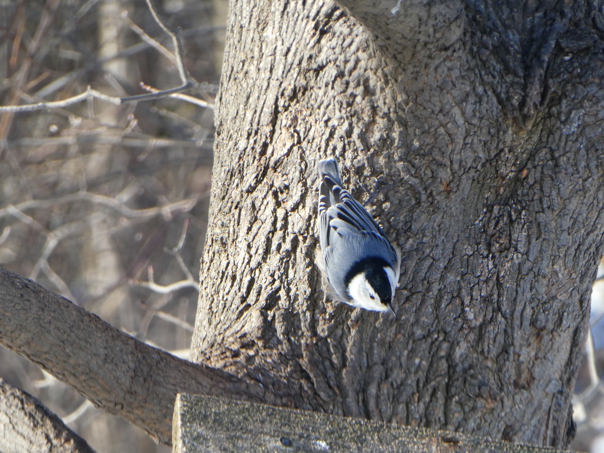 White-breasted Nuthatch - ML138628931