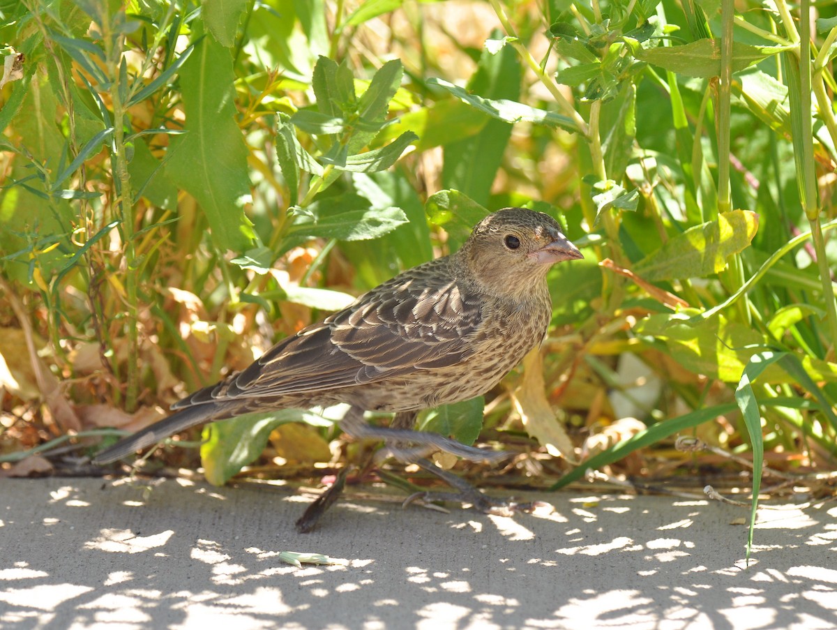 Brown-headed Cowbird - ML138629001