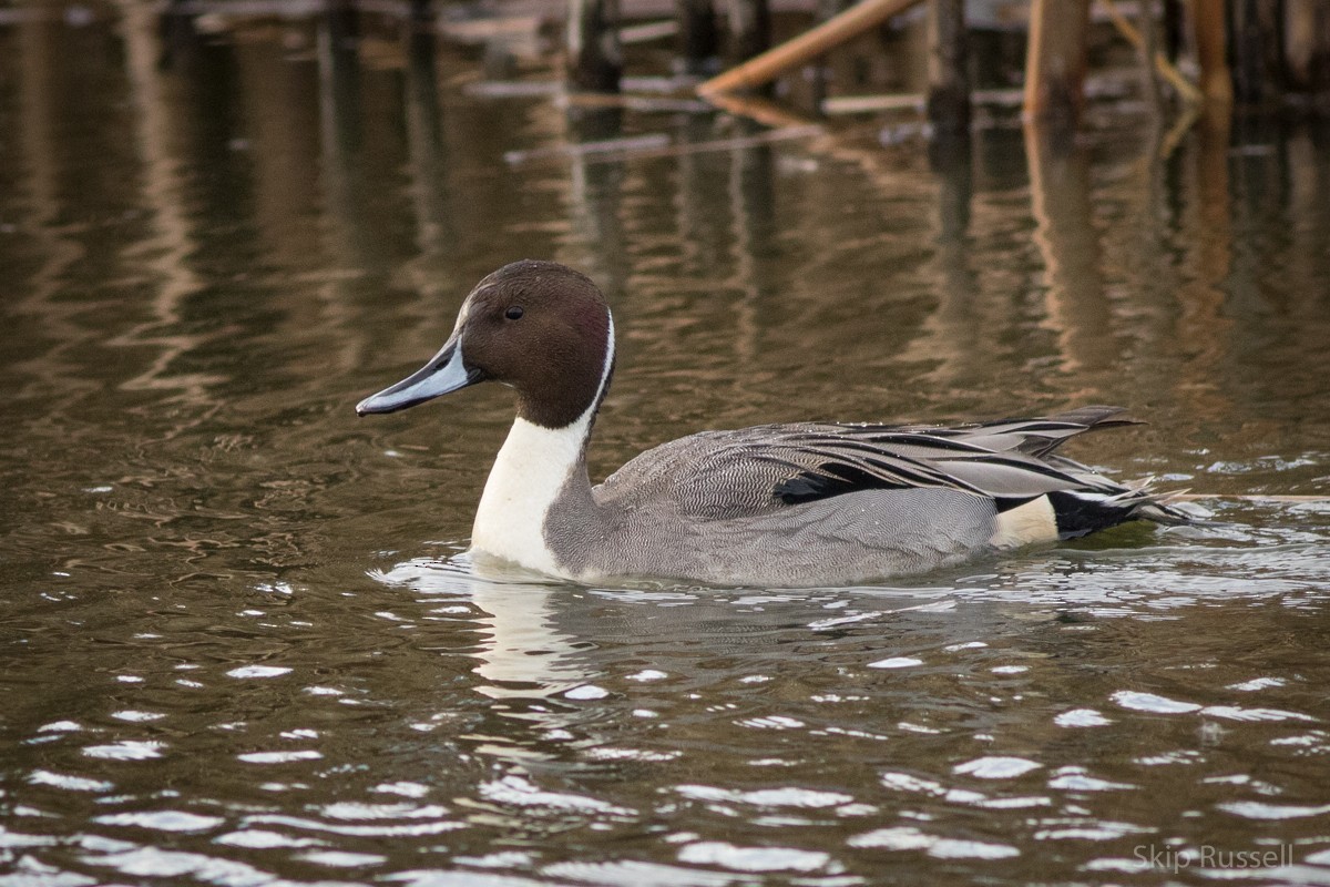 Northern Pintail - Skip Russell