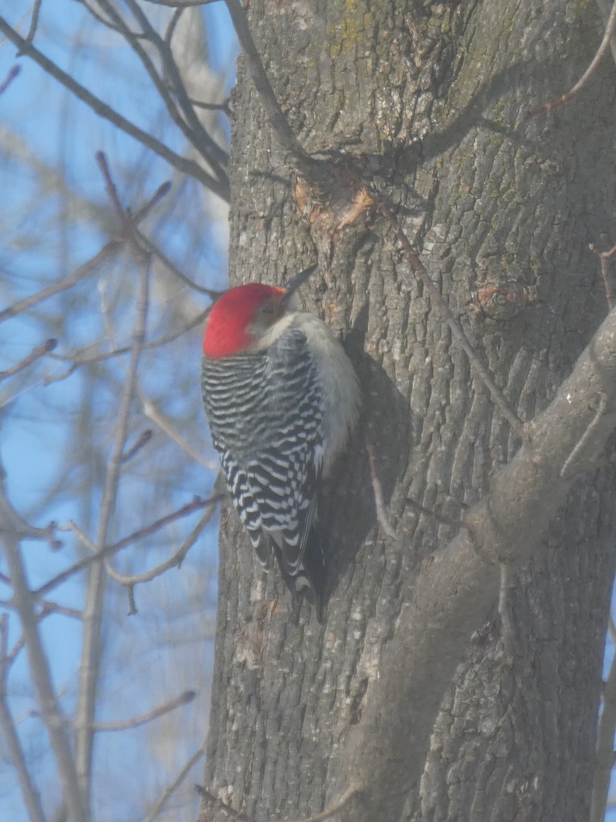 Red-bellied Woodpecker - ML138629591