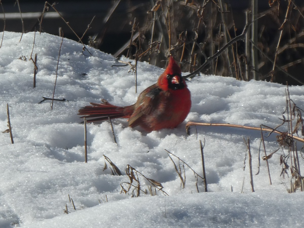 Northern Cardinal - ML138629821