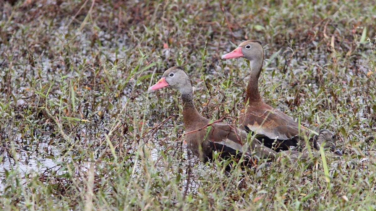 Black-bellied Whistling-Duck - ML138631481