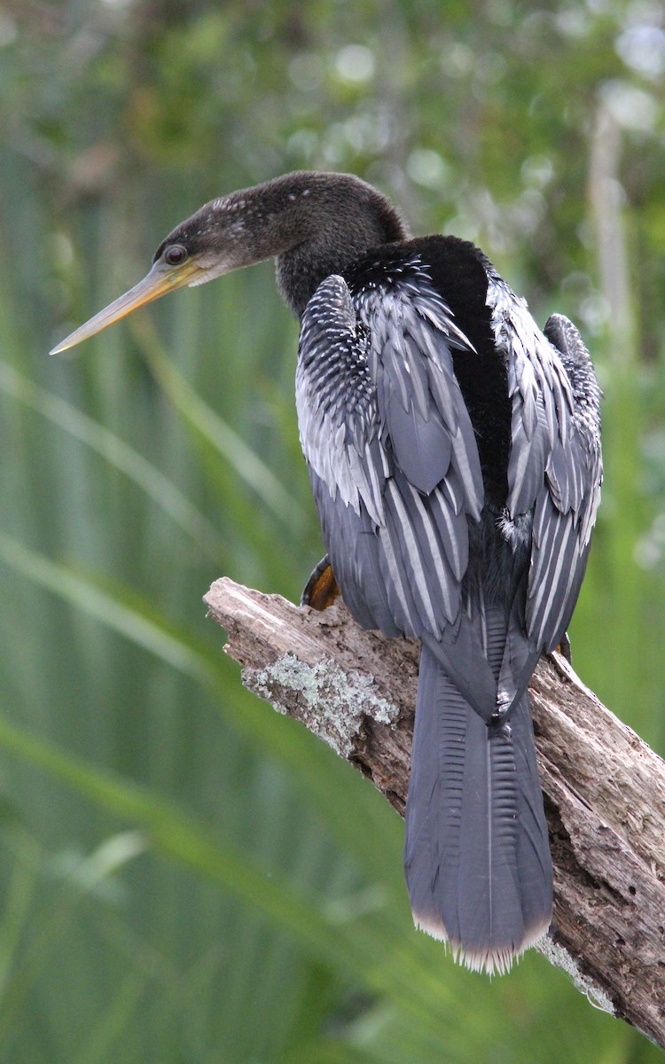 Amerika-Schlangenhalsvogel - ML138631741