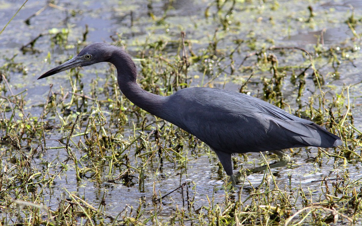 Little Blue Heron - ML138631761