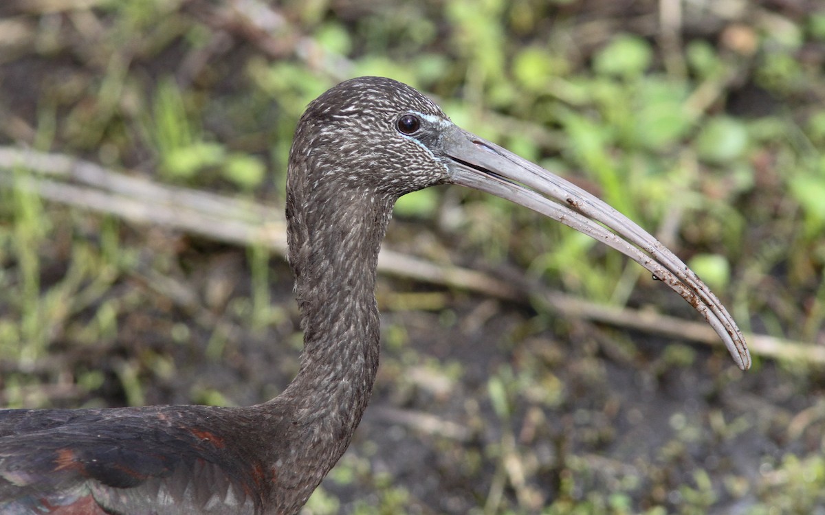 Glossy Ibis - ML138631781