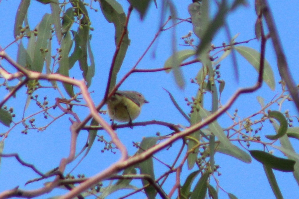 White-throated Gerygone - ML138633561