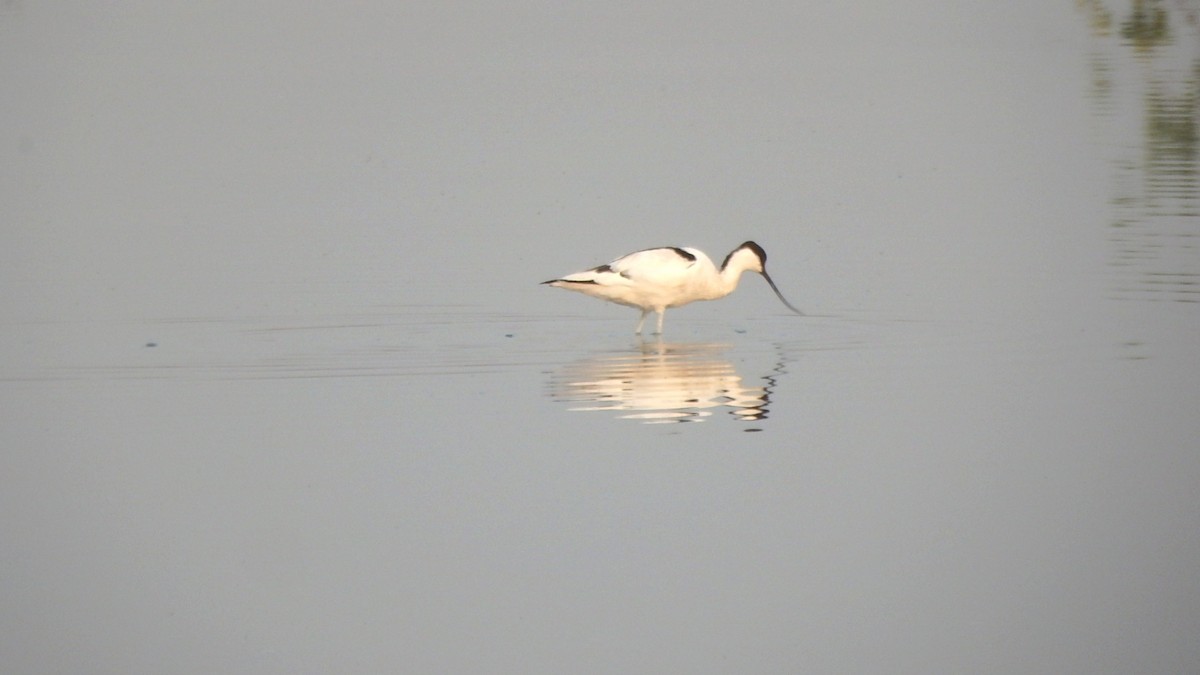 Pied Avocet - ML138633781