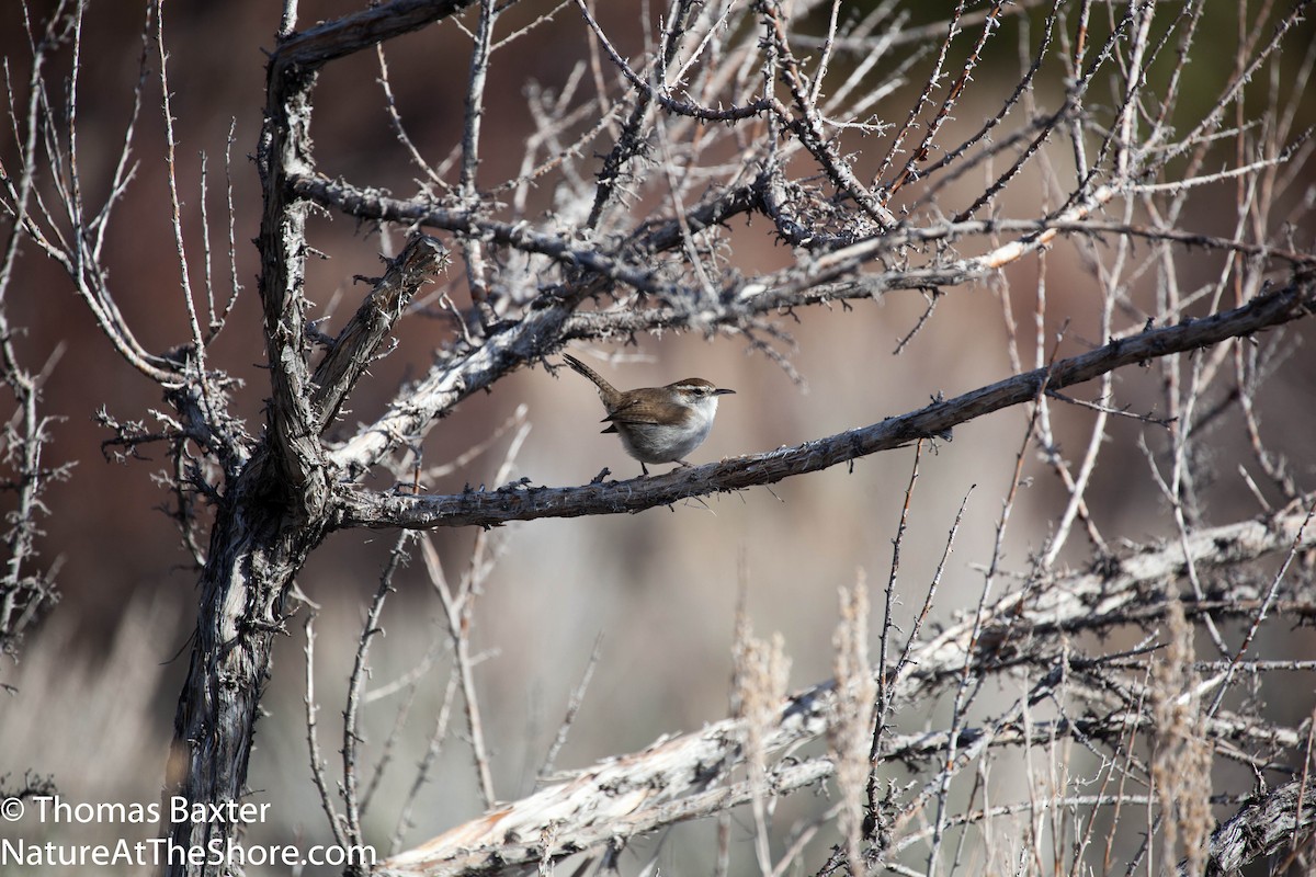 Bewick's Wren - ML138635221