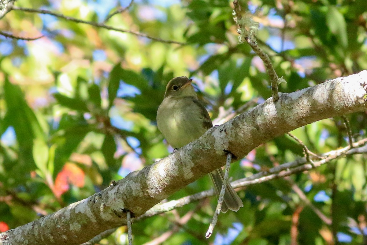 Mountain Elaenia - David Garrigues