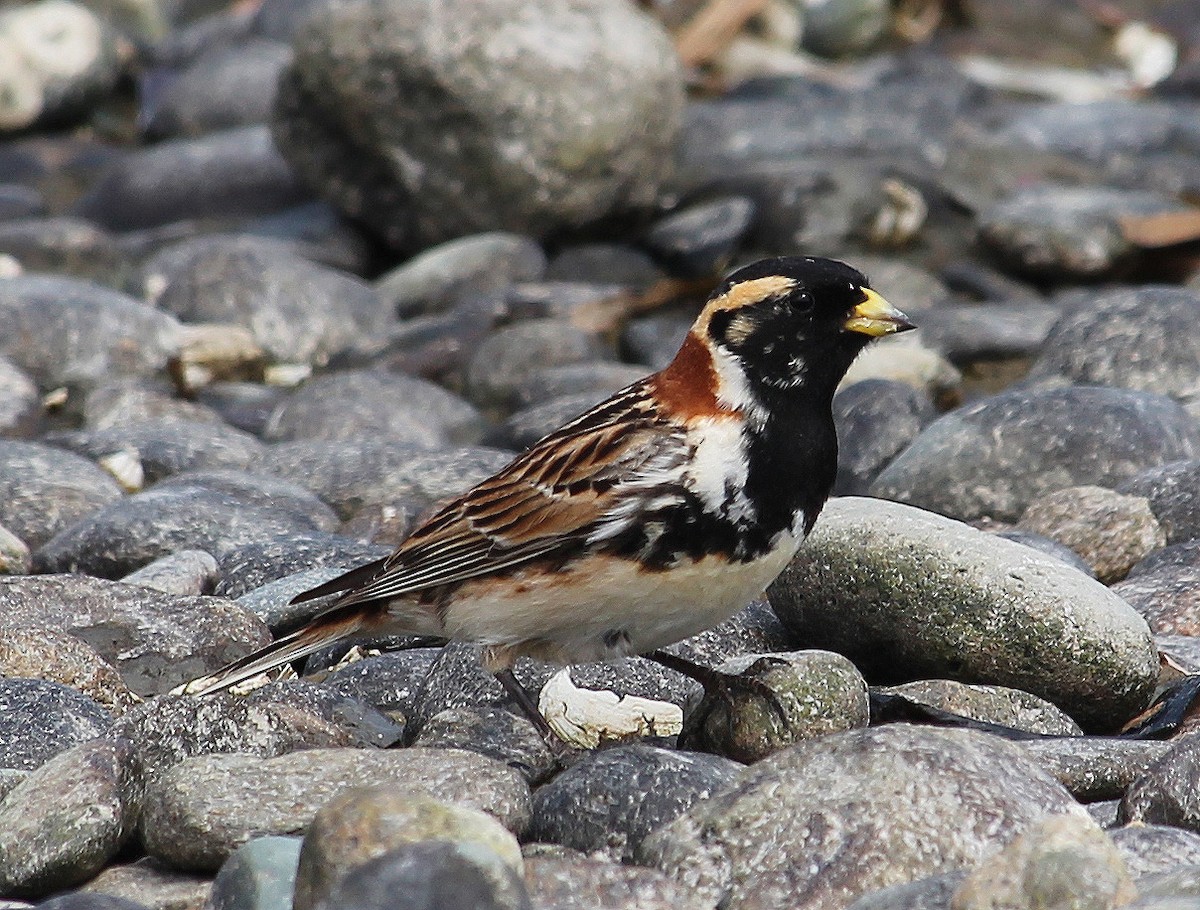 Lapland Longspur - ML138636571