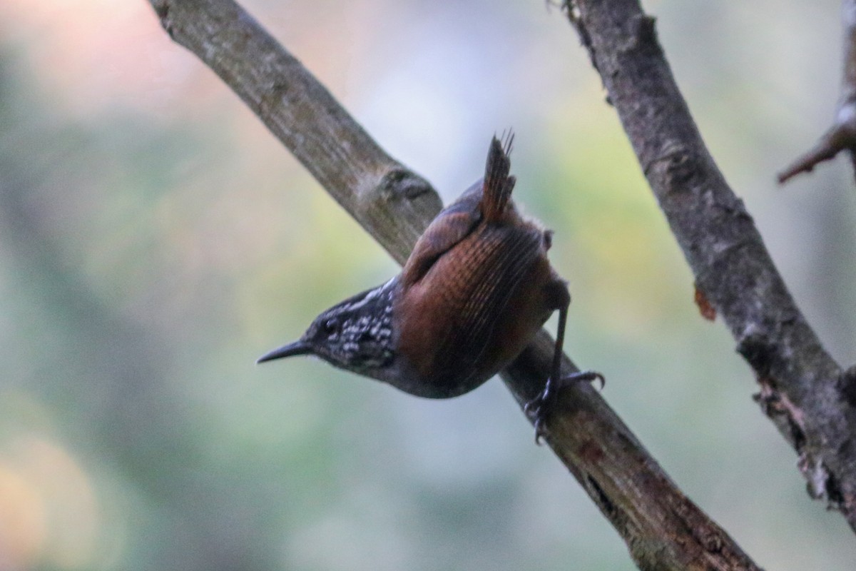 Gray-breasted Wood-Wren - ML138637811