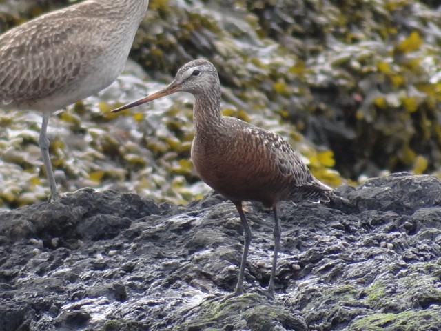 Hudsonian Godwit - Ann Nightingale