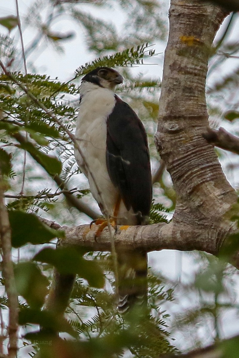 Collared Forest-Falcon - ML138639371