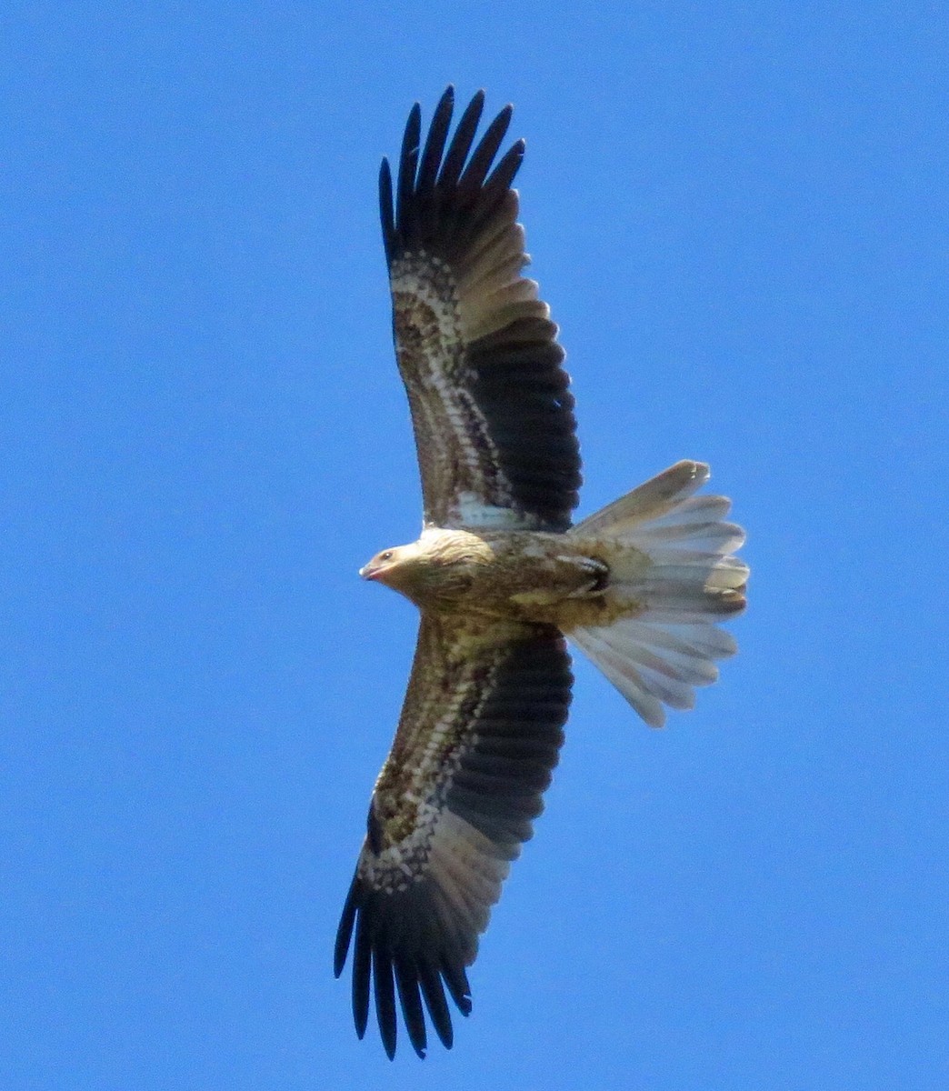 Whistling Kite - Lissa Ryan