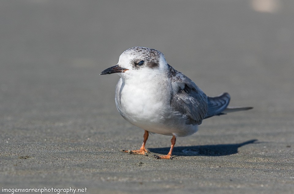 Black-fronted Tern - ML138641341