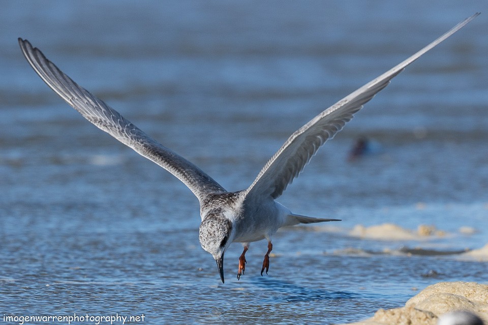 Black-fronted Tern - ML138641681