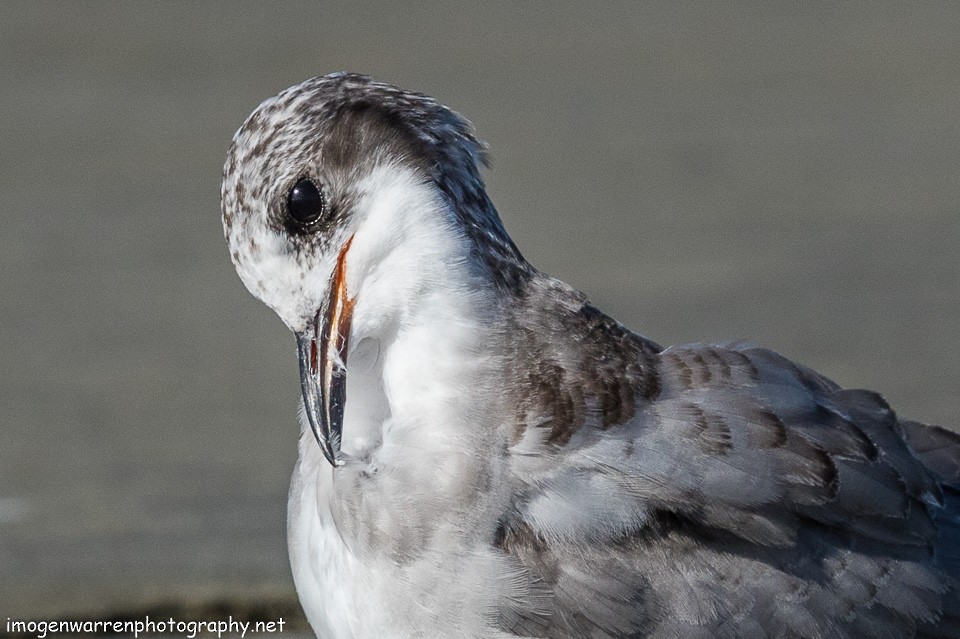 Black-fronted Tern - ML138641731