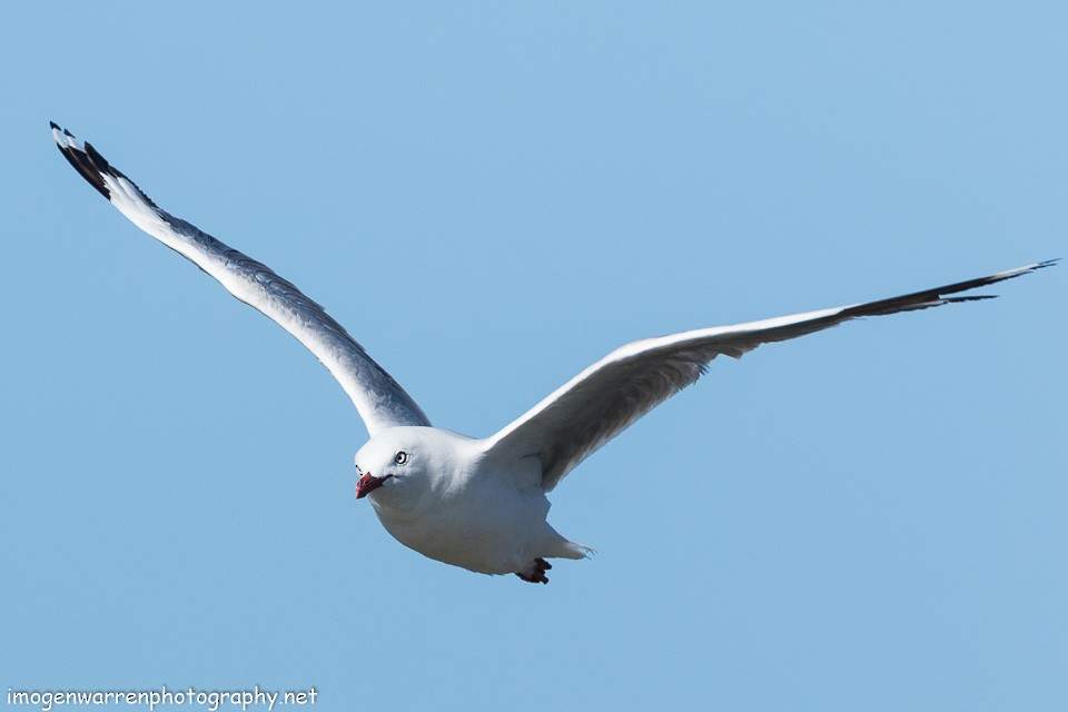 Silver Gull (Red-billed) - ML138641791