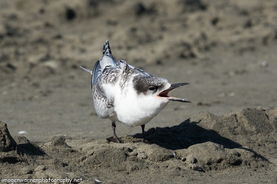 White-fronted Tern - ML138641961