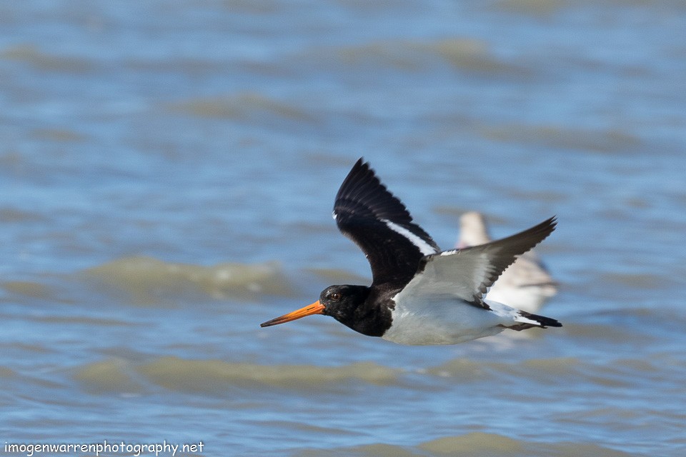 South Island Oystercatcher - ML138642131