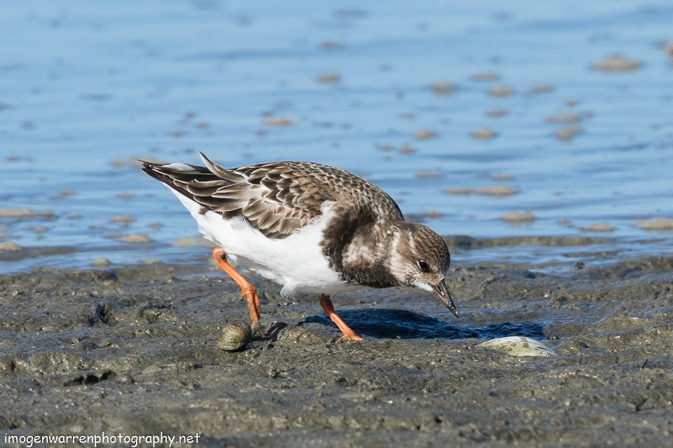 Ruddy Turnstone - ML138642191