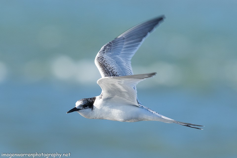 White-fronted Tern - ML138642221