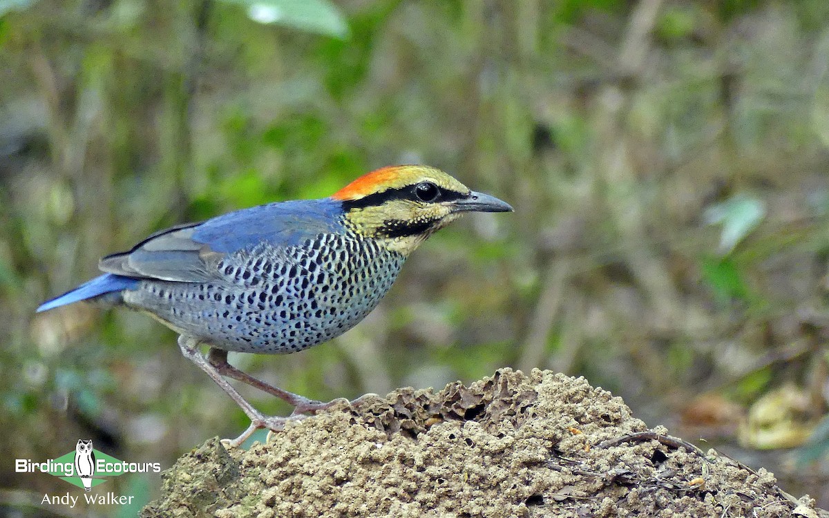 Blue Pitta - Andy Walker - Birding Ecotours