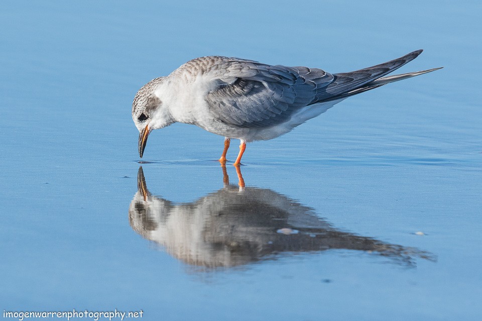 Black-fronted Tern - ML138642281