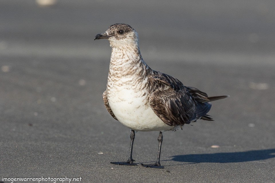 Parasitic Jaeger - ML138642331