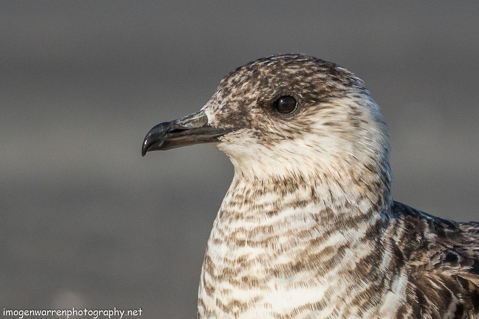 Parasitic Jaeger - ML138642421