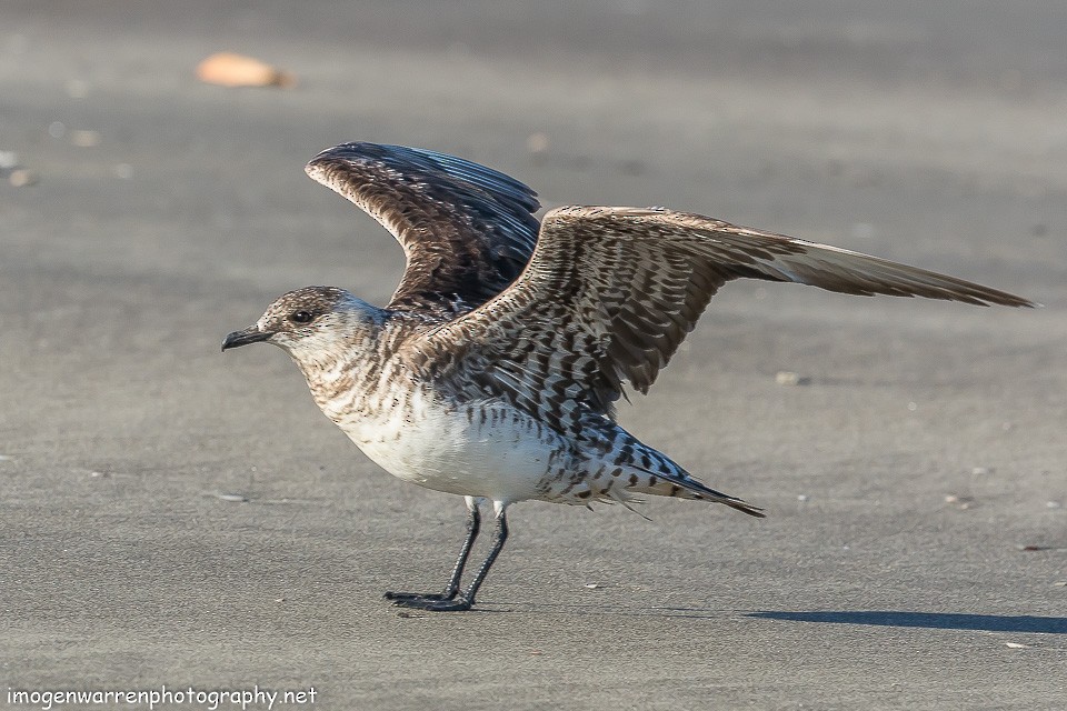 Parasitic Jaeger - ML138642511