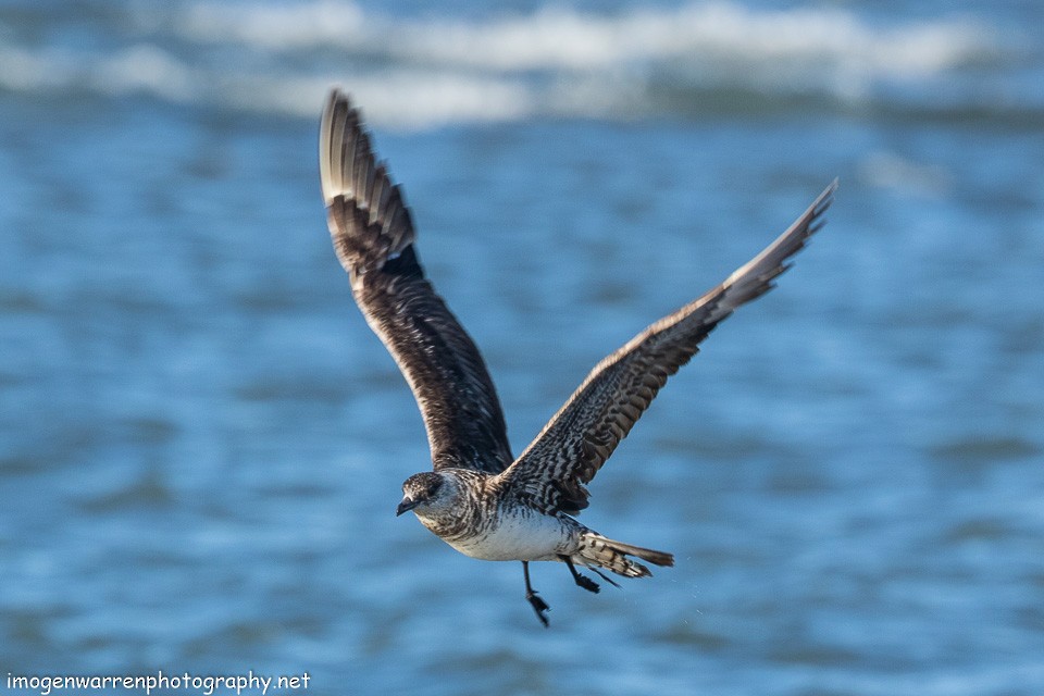 Parasitic Jaeger - ML138642641