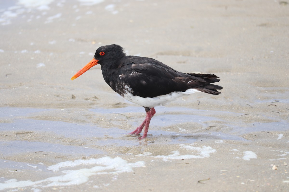 Variable Oystercatcher - ML138643281