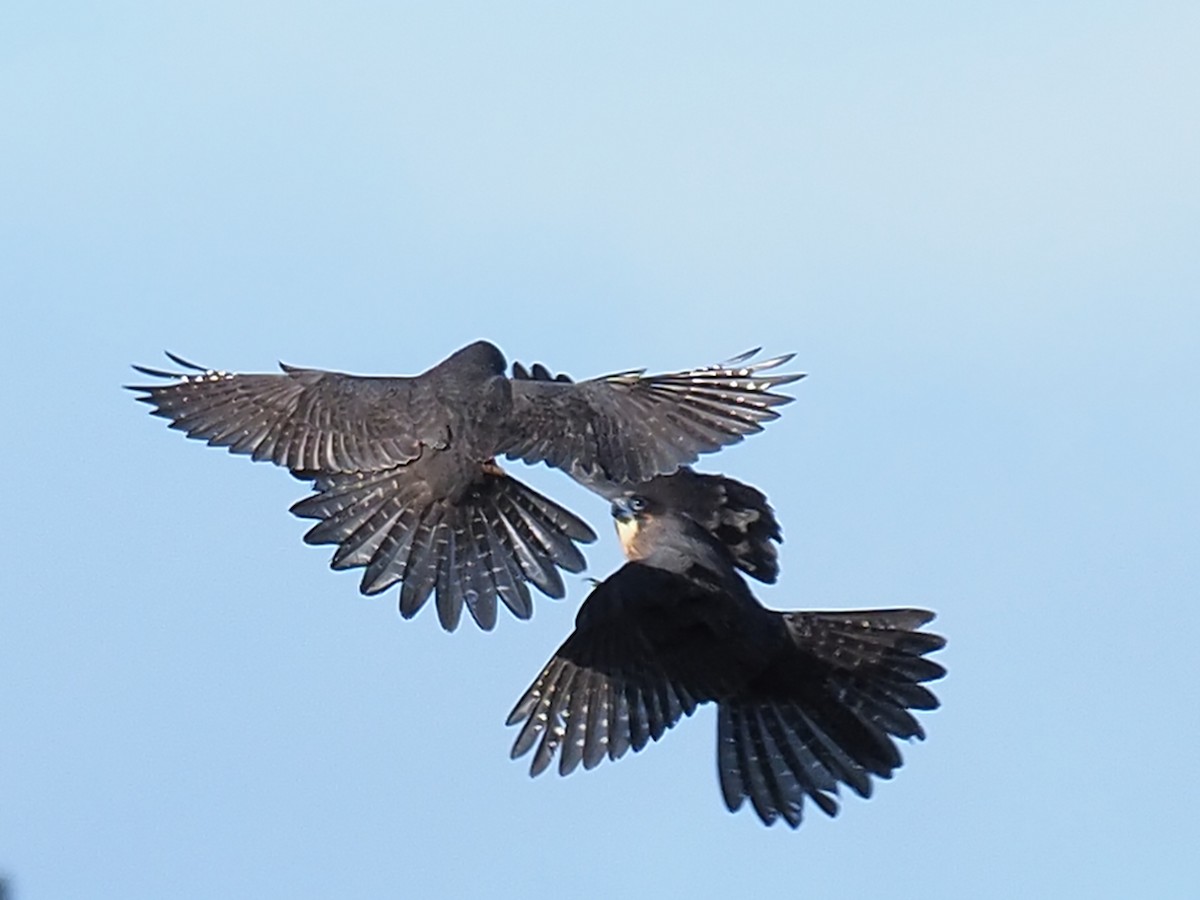 New Zealand Falcon - ML138643761