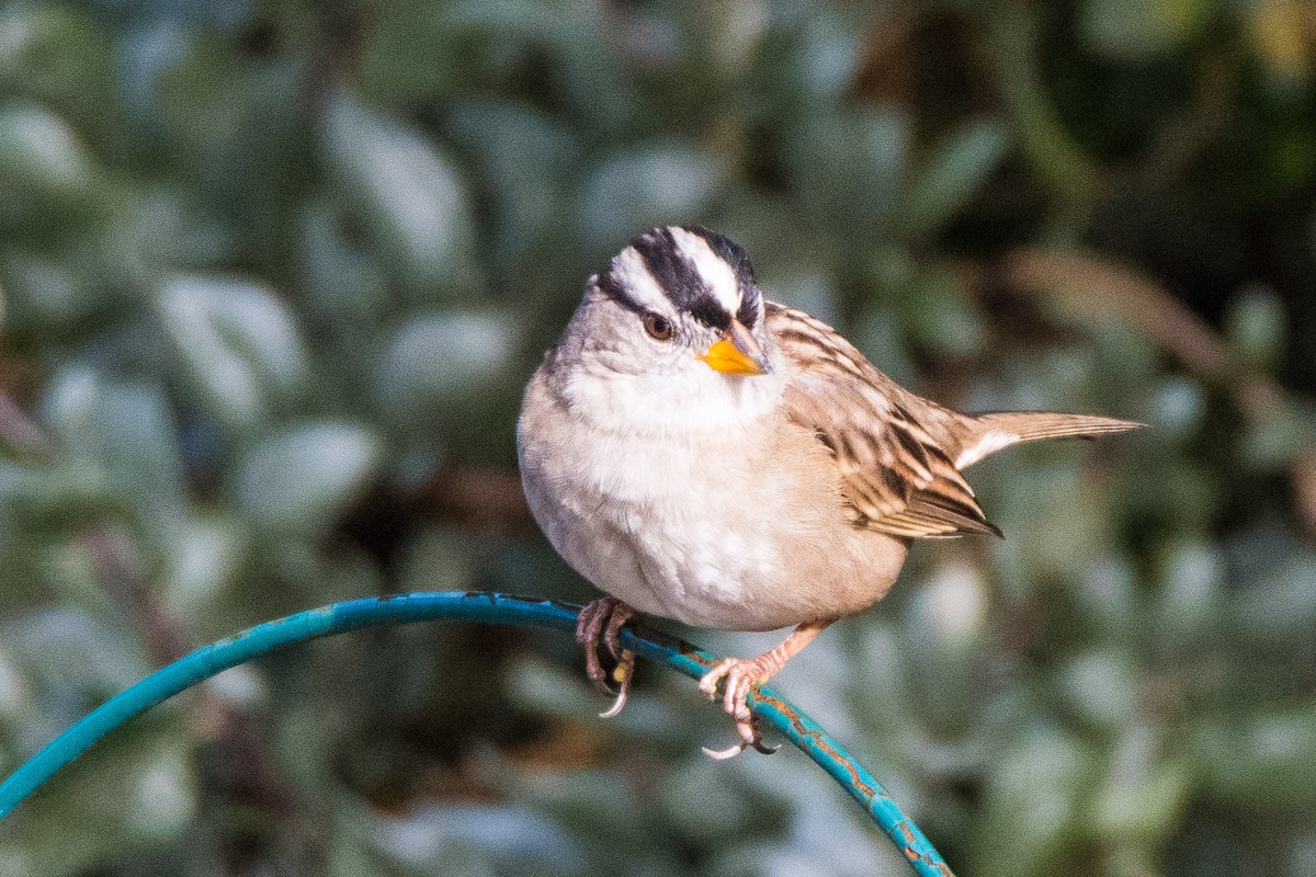 White-crowned Sparrow - Jim Dehnert