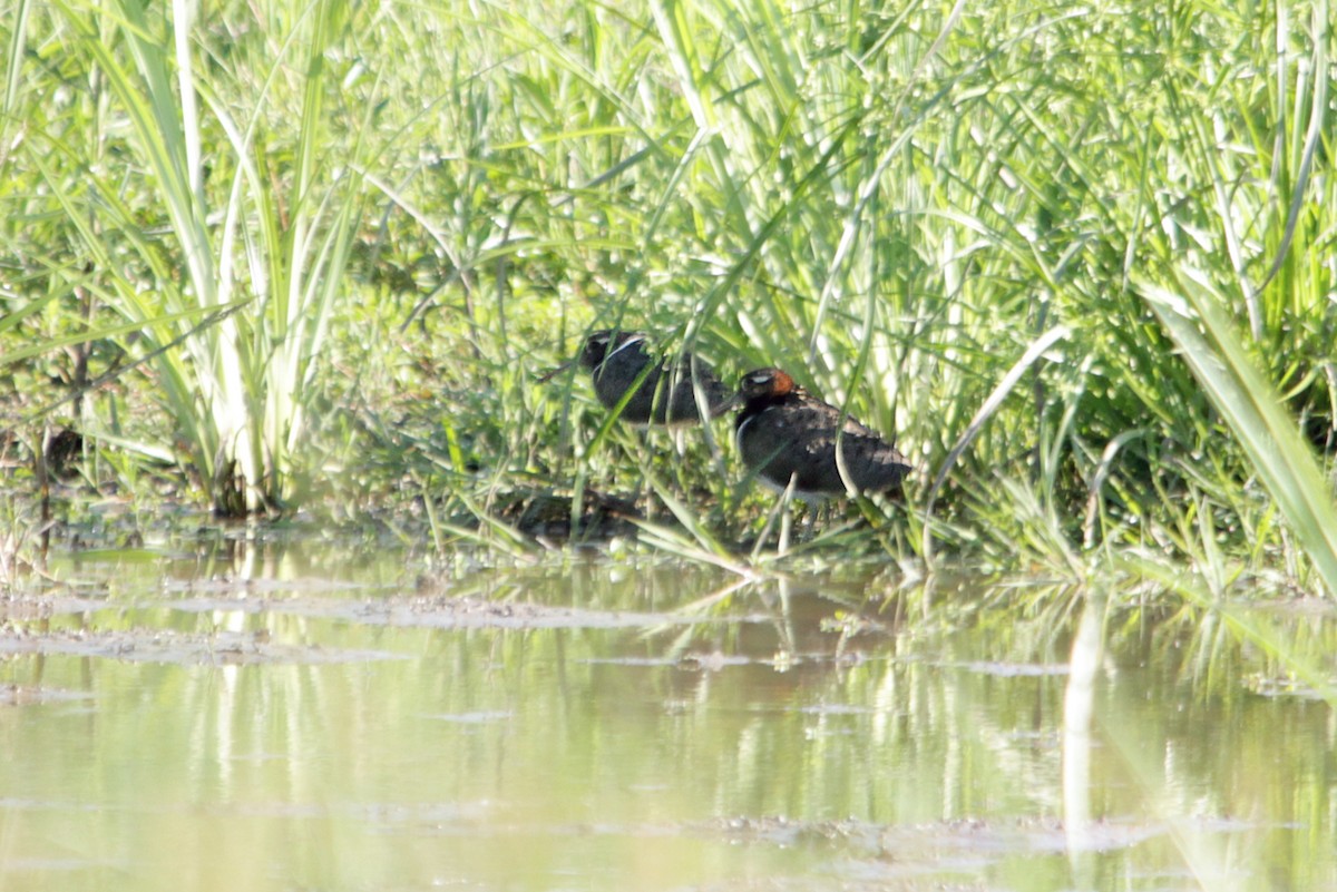 Australian Painted-Snipe - ML138644941