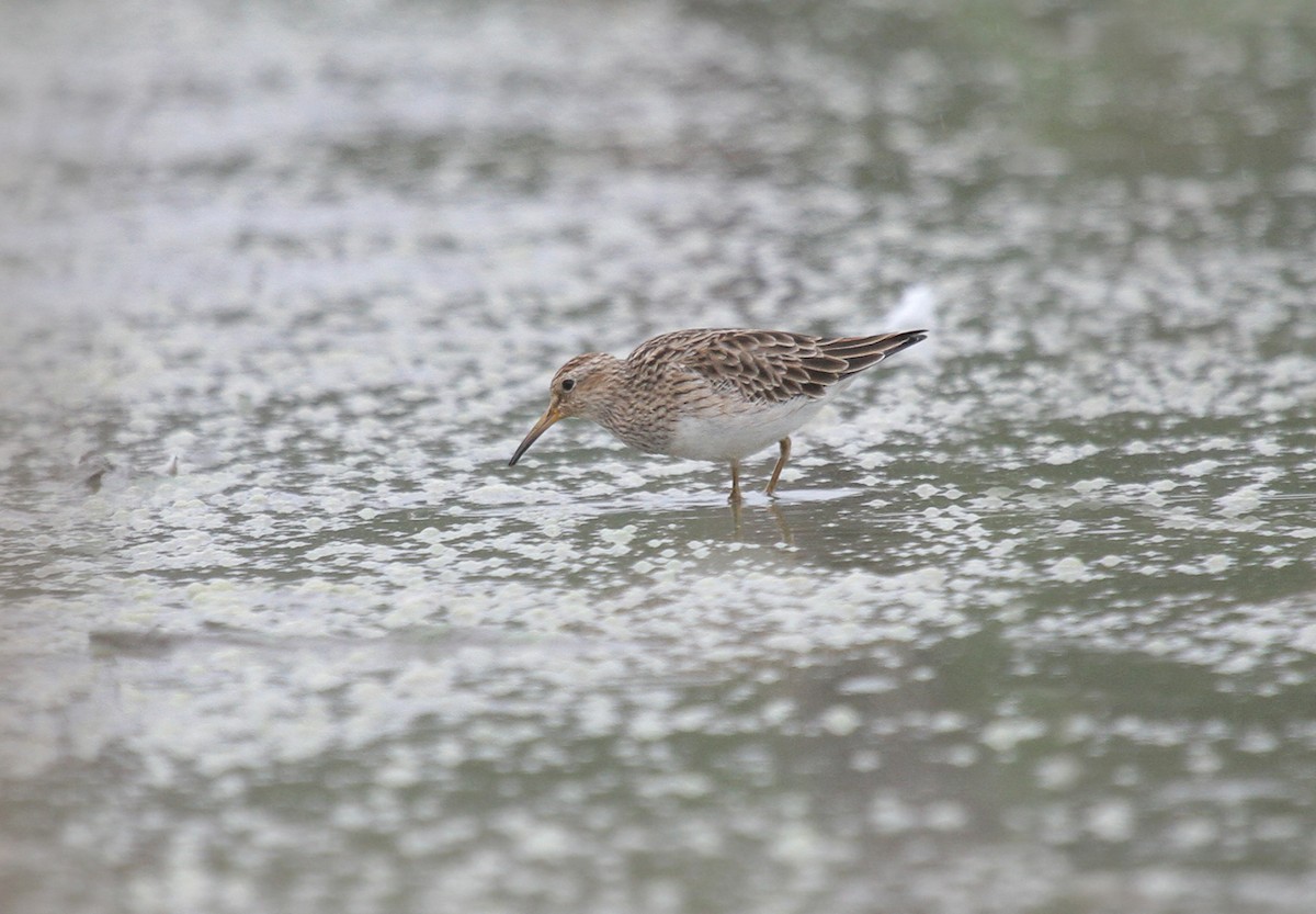 Pectoral Sandpiper - ML138645271