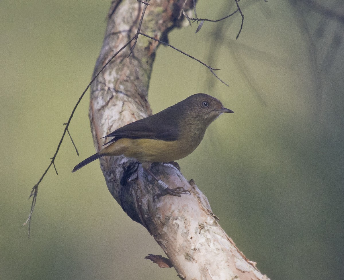 Buff-rumped Thornbill - ML138645341