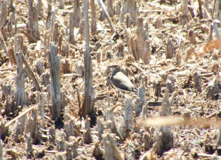 Collared Pratincole - ML138646921