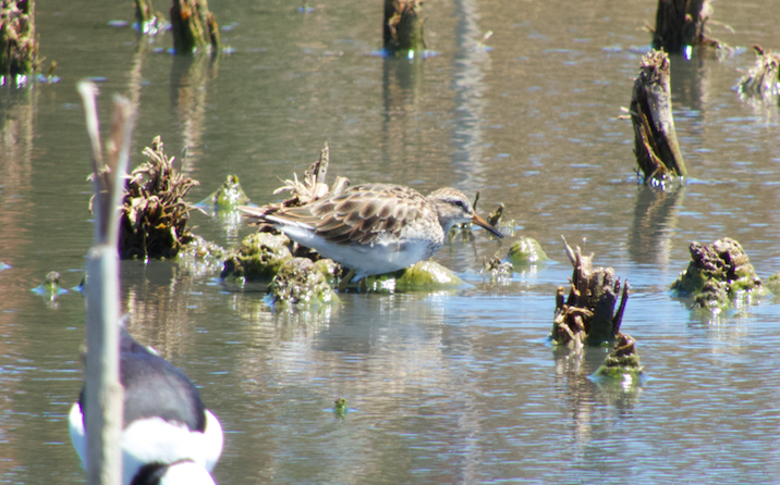 Pectoral Sandpiper - ML138646981