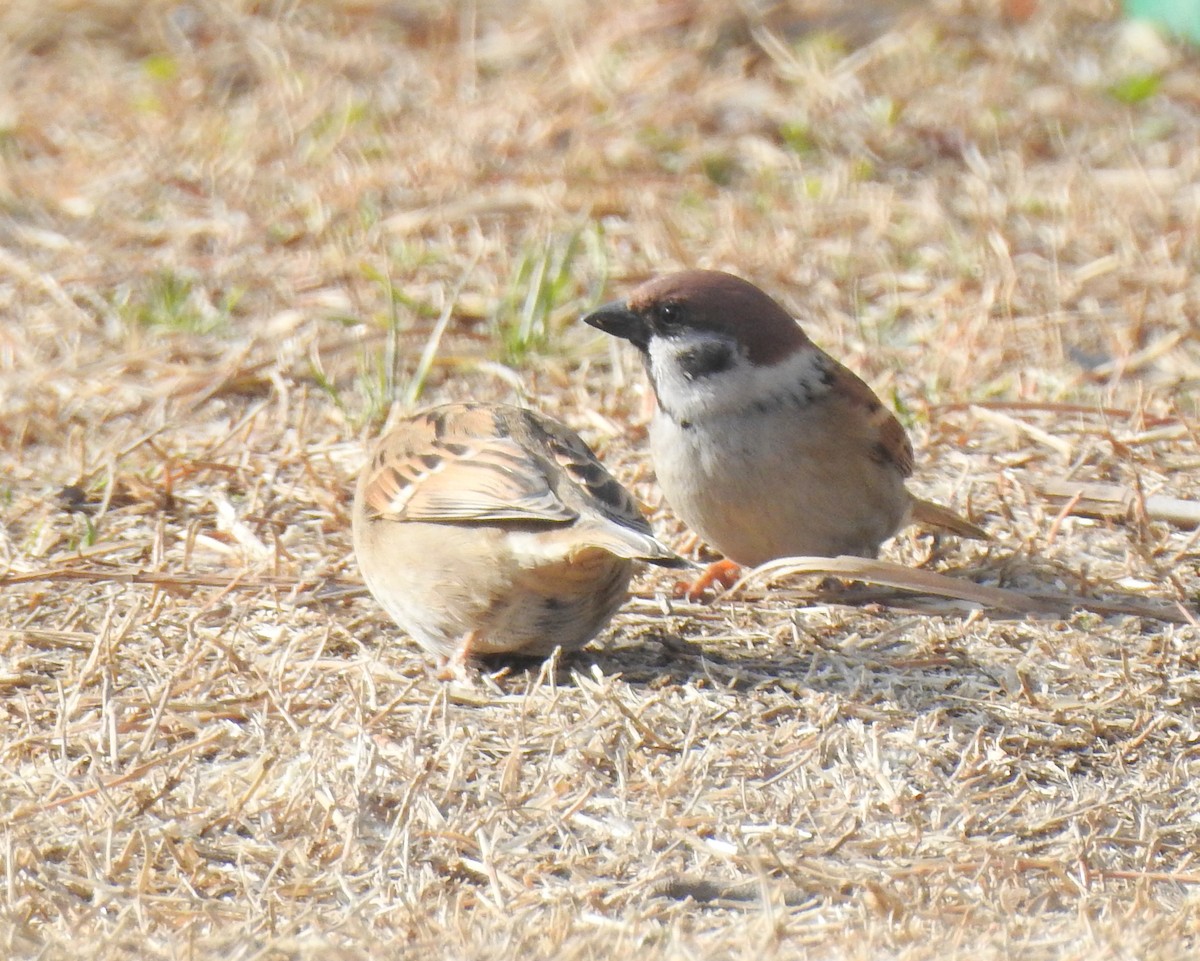 Eurasian Tree Sparrow - ML138649181