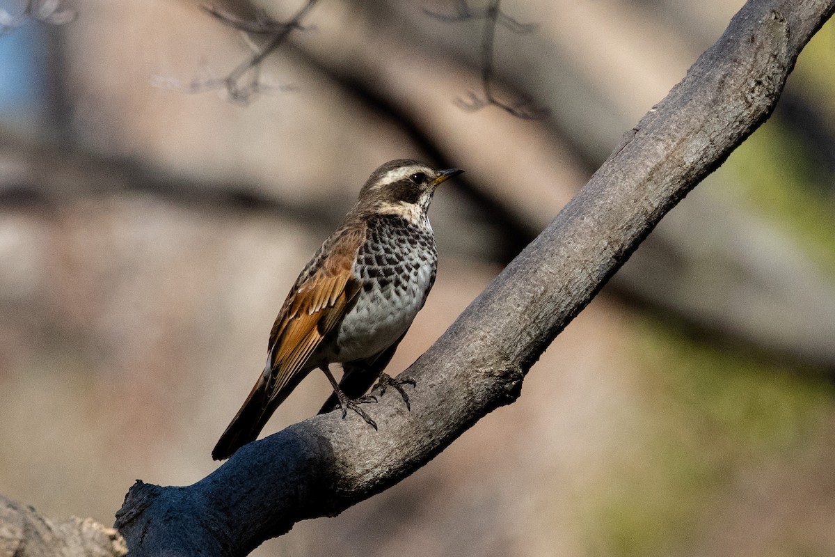 Dusky/Naumann's Thrush - ML138650131