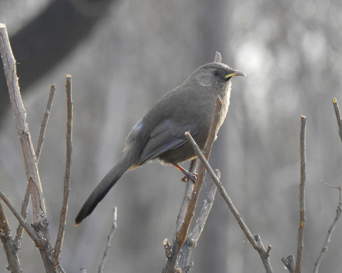Pere David's Laughingthrush - Scott Young