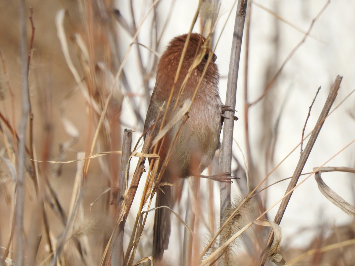 Vinous-throated Parrotbill - ML138650901