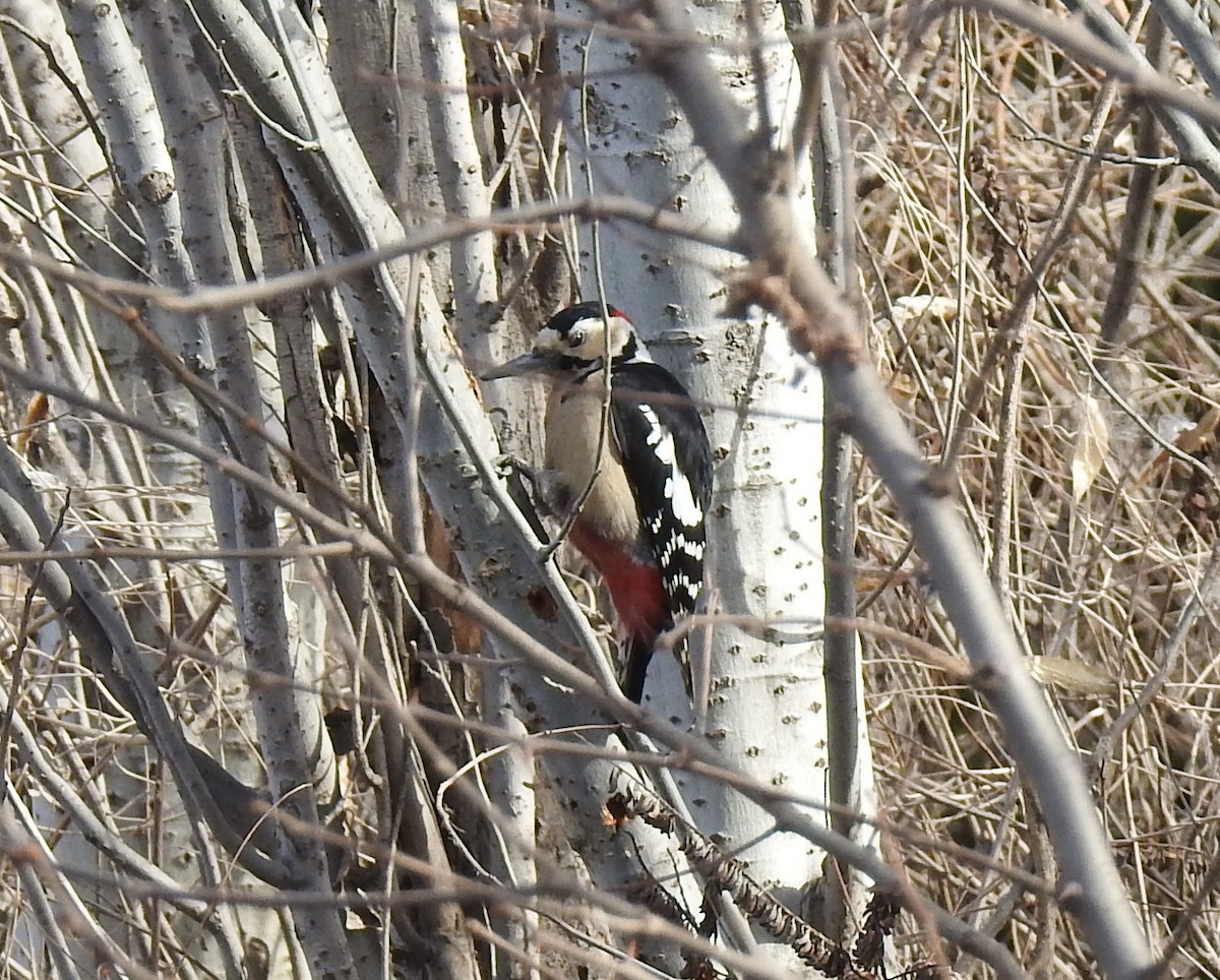 Great Spotted Woodpecker - Scott Young